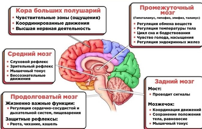 Смоленская область присоединилась к Неделе сохранения здоровья головного мозга
