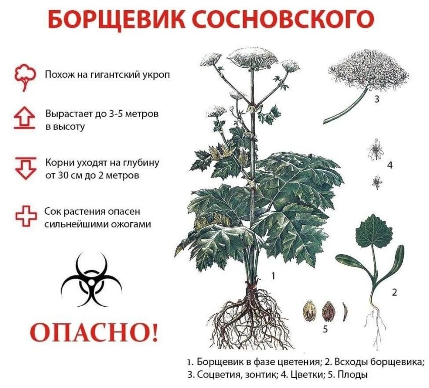 Управление Россельхознадзора по Брянской, Смоленской и Калужской областям информирует